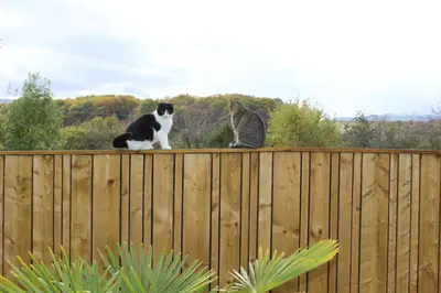 Animal ou animaux domestique(s) séjournant avec des clients dans l'établissement La Maison de Boyeux