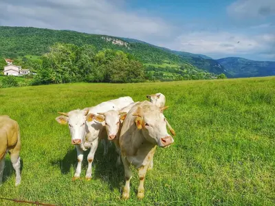 Animaux dans la maison de vacances ou à proximité