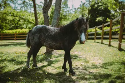 Animaux dans la maison d'hôtes ou à proximité