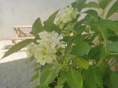Jardin de l'établissement Le Petit Saugnieu