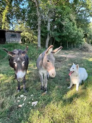 Animaux dans le B&B/chambre d'hôtes ou à proximité