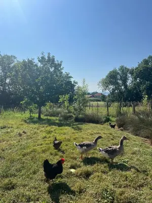 Animaux dans la maison de vacances ou à proximité
