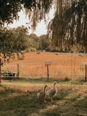 Animaux dans la maison de vacances ou à proximité