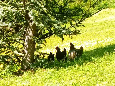 Animaux dans le B&B/chambre d'hôtes ou à proximité