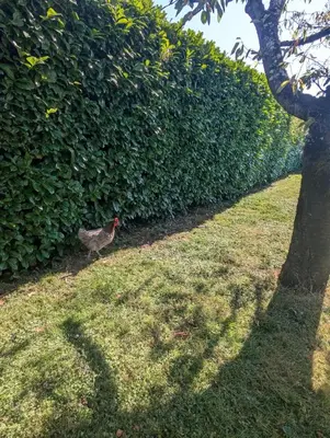Jardin de l'établissement Rez-de-jardin dans belle propriété
