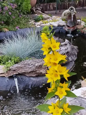 Jardin de l'établissement Chez MariLou