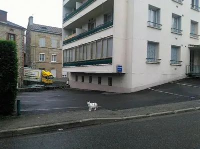 Animal ou animaux domestique(s) séjournant avec des clients dans l'établissement Bel appartement a vivre
