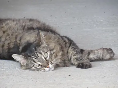 Animal ou animaux domestique(s) séjournant avec des clients dans l'établissement Le Temps d'une Pause