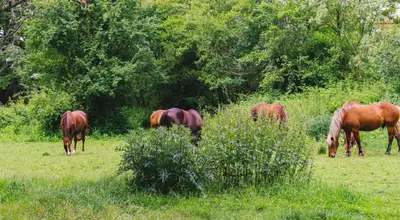 Animaux dans le B&B/chambre d'hôtes ou à proximité