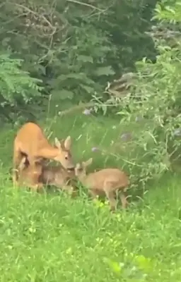 Animaux dans la maison de vacances ou à proximité
