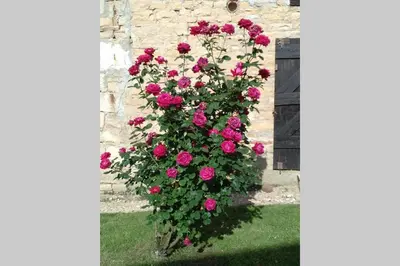 Jardin de l'établissement Gîte de charme 4 étoiles - Campagne