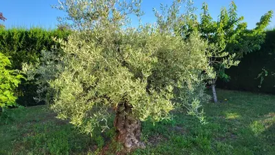 Jardin de l'établissement lamaison-d'ose