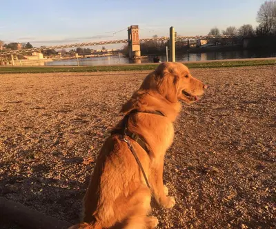 Animal ou animaux domestique(s) séjournant avec des clients dans l'établissement La Roulotte des Bords de Saône